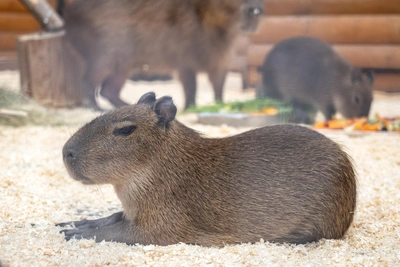 В России отмечают нехватку капибар