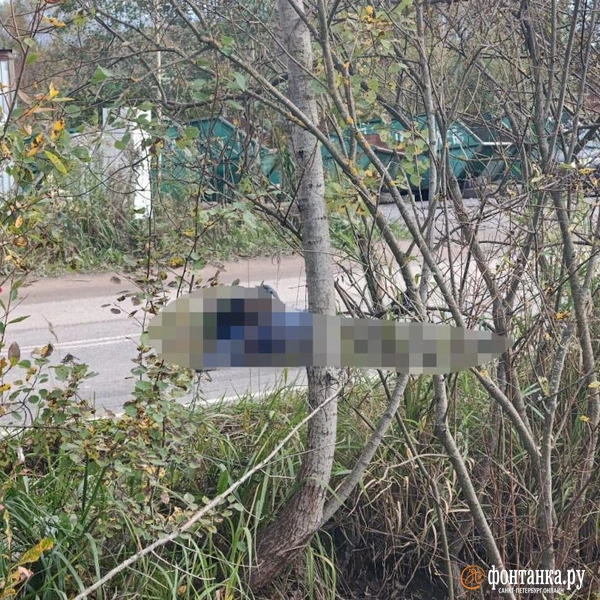 Источник: читатель «Фонтанки»