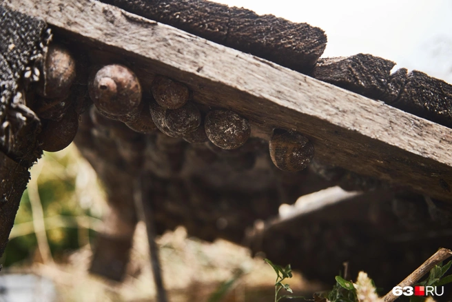 То крысы, то мороз — улиток подстерегает много опасностей, как бы ни старались люди их защитить | Источник: Роман Данилкин / 63.RU