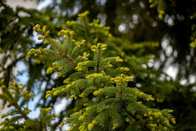 Снег и дождь ожидаются в Амурской области в пятницу