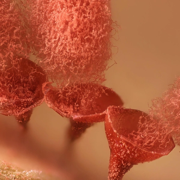 Тринадцатое место. Миксомицет Arcyria major выбрасывает споры | Источник: Henri Koskinen / Nikon Small World 2025