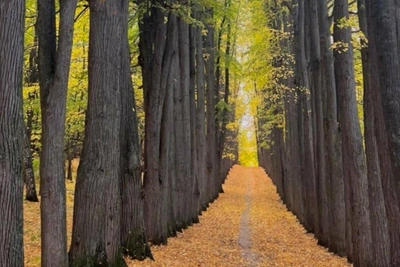 Kazan-area park with century-old trees faces loss of heritage status