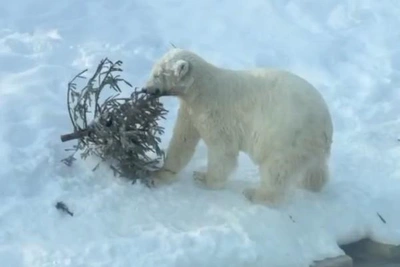Polar bear Parma exits enclosure after snowfalls