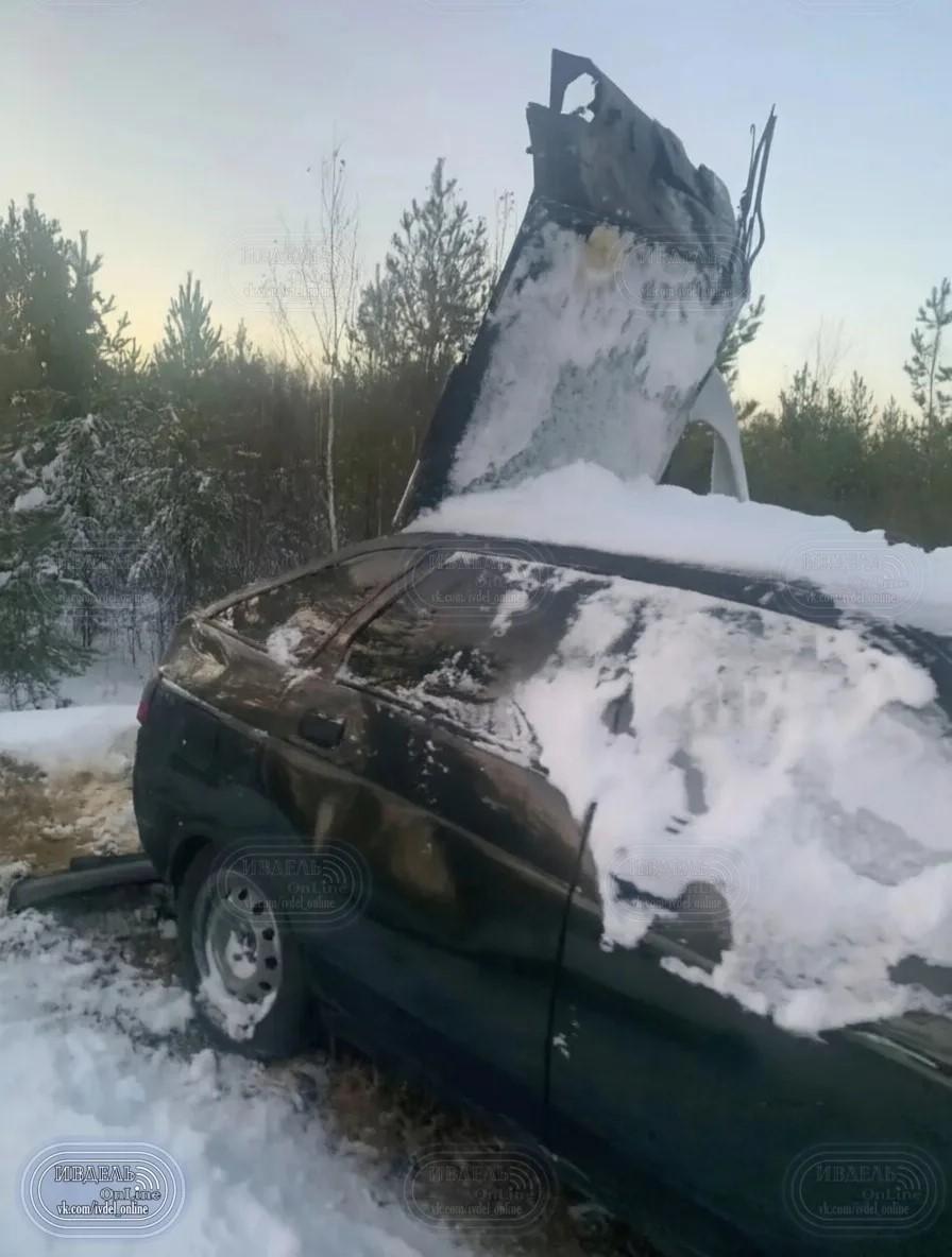 Уйдут ли в спячку голодные медведи? Охотники назвали новую причину аномального нашествия хищников
