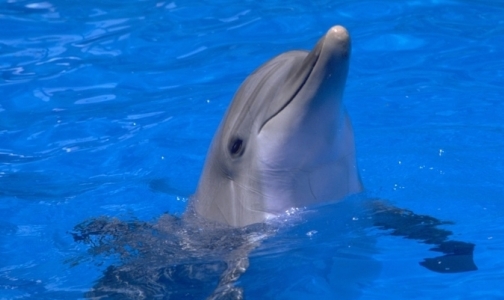 В Америке набирают популярность роды с дельфинами