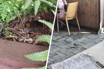 Птенцы трясогузок у ресторана на Михайловской набережной
