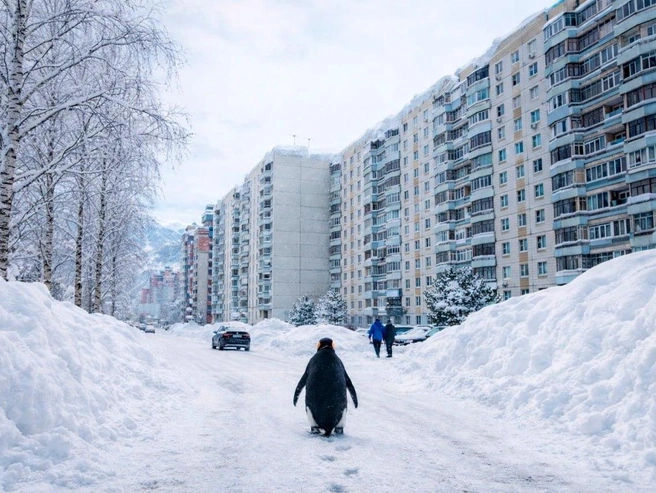 Непривычные для птицы городские жилища в Ярославле | Источник: Кирилл Поверинов / 76.RU, Максим Бутусов / Городские медиа