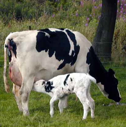 В Иране клонировали корову