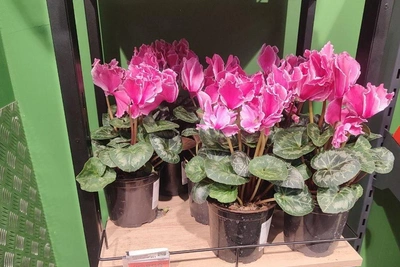 Пять опасных комнатных растений: красивые, но ядовитые