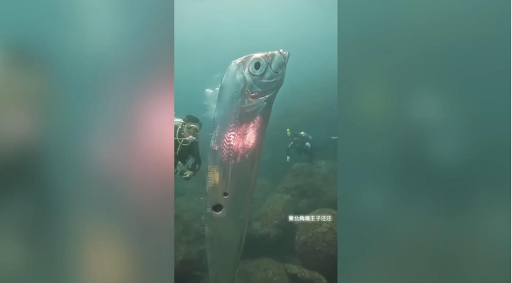 2-метровую «рыбу судного дня» заметили в водах Тайваня. Как думаете, откуда на ее теле отверстия?