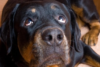 «Парень захотел собаку, купил ротвейлера и „устал“ уже через неделю»