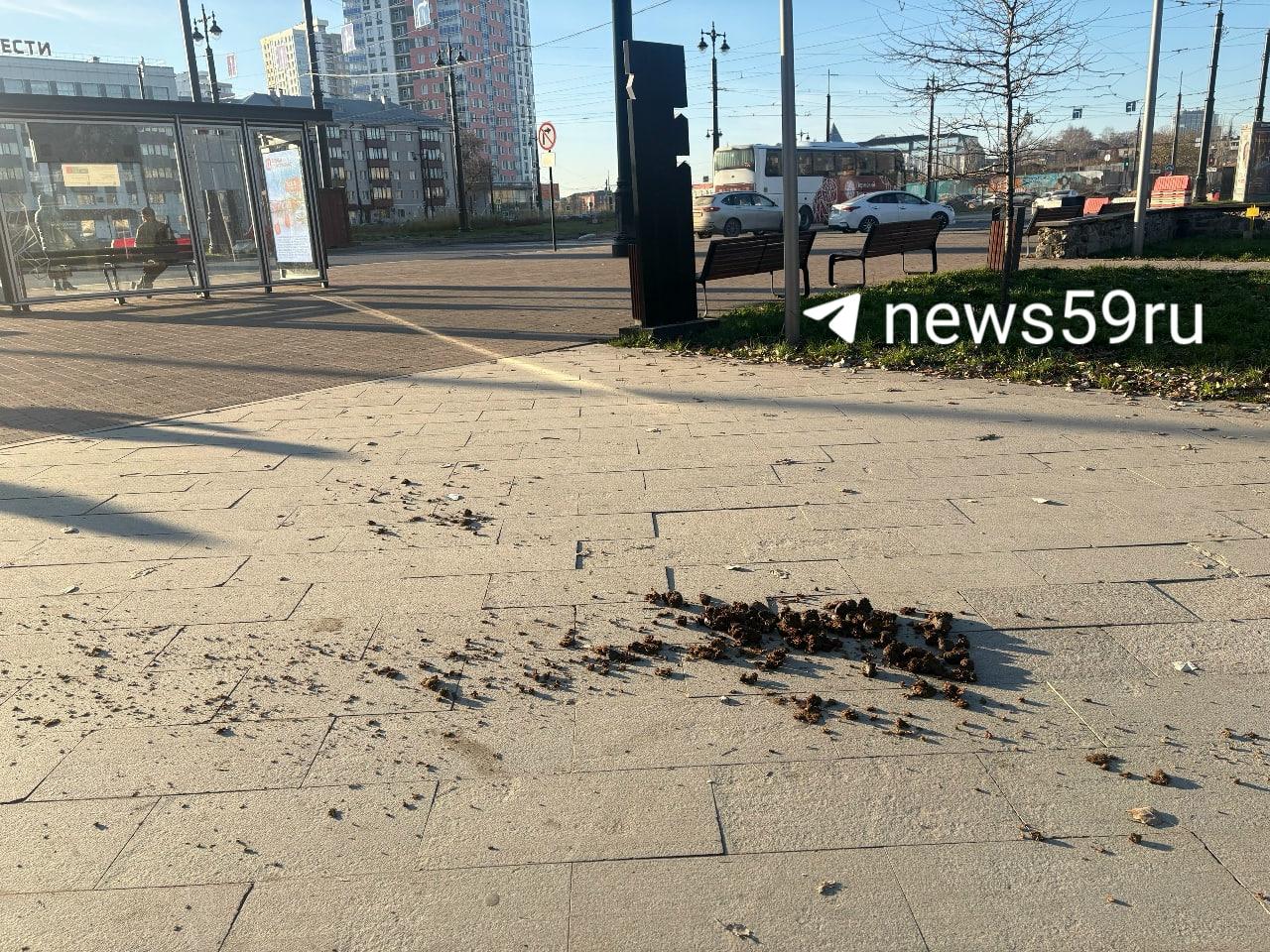 На центральных улицах Перми стали появляться кучи лошадиных экскрементов — оказалось, не прибирает…