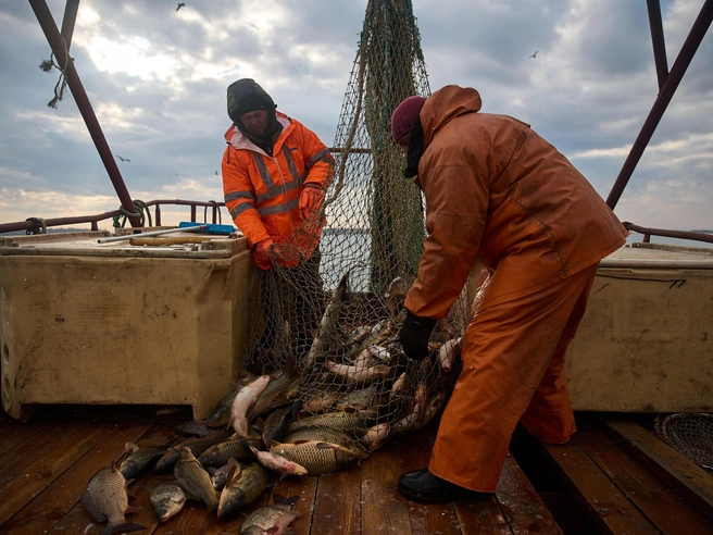 В реке Обь обитает приблизительно 50 видов и подвидов рыб. | Источник: Александр Ощепков / NGS.RU
