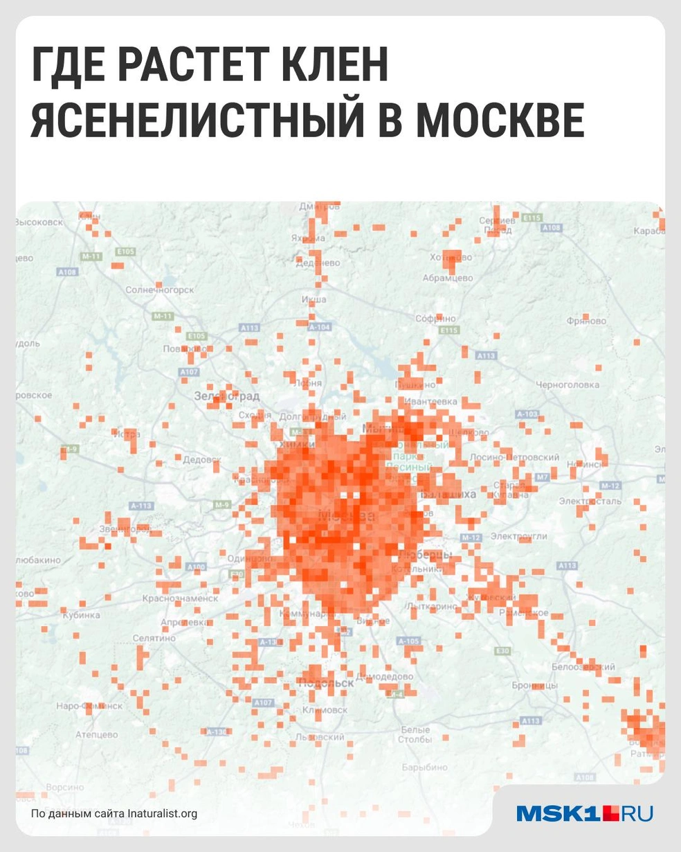 Источник: Серафима Пантыкина / MSK1.RU