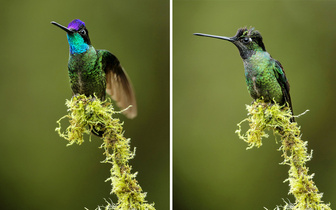 Правда, что колибри может менять цвет оперения?