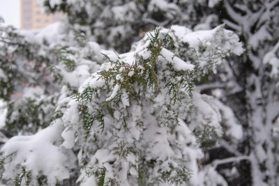 В Воронеже аномальные морозы сменятся потеплением к среде