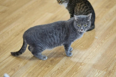 Perm woman adopts wild cat Topaz after shelter stay