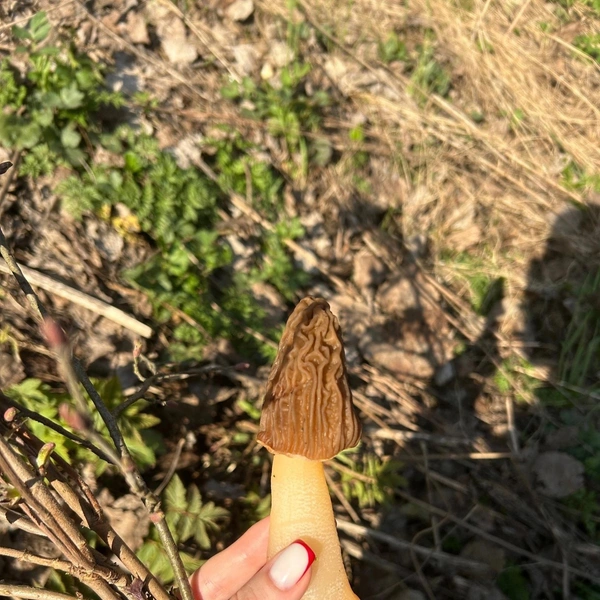 Источник: Лариса Белявская/ Грибы и Грибники СПб