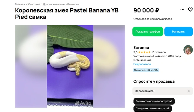 Для любителей рептилий | Источник: Авито