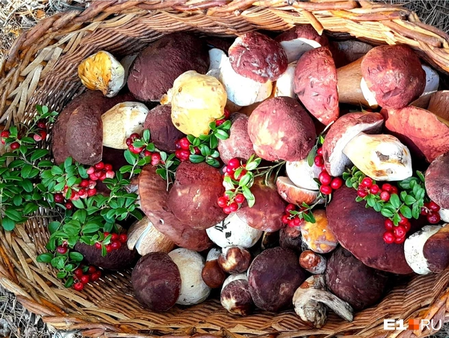 Такой улов получился у екатеринбуржцев | Источник: «Уральский ЯжеГрибник» / Vk.com