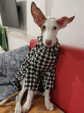 Чего только нет в уже общем гардеробе Атласа и Чиваса  | Источник: личный архив Надежды Купченко