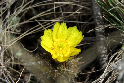 Адонис цветет и жаворонки поют в Оренбургской степи