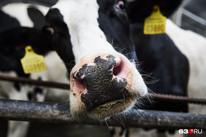 Как вам мой нос? | Источник: Роман Данилкин / 63.RU