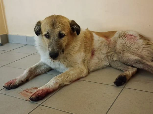 Собака в кровавых следах пришла в УК за спасением | Источник: читатель НГС