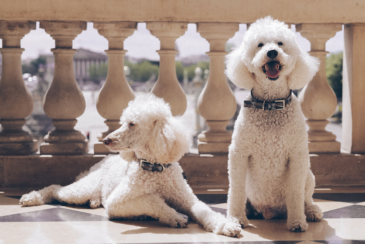 Когда Пупсик стал месье Пьер и переоделся в роскошное: аксессуары для собак в Hotel de Crillon