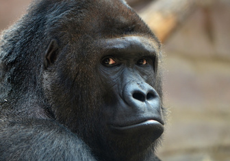 Подобных Кинг-Конгу обезьян погубило изменение климата