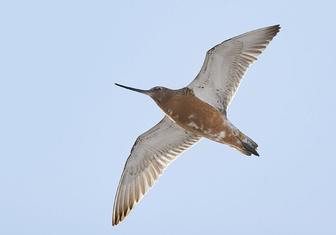 Какой вид птиц наиболее приспособлен к длинным перелетам?