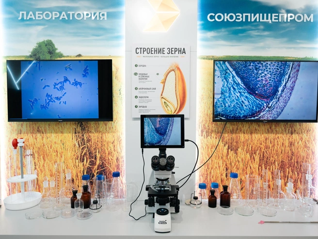 У оболочки и основной части разные состав и задачи  | Источник: Наталья Лапцевич