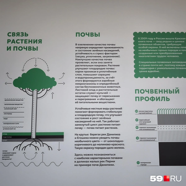 Значение почвы для озеленения | Источник: Анастасия Селиверстова / 59.RU