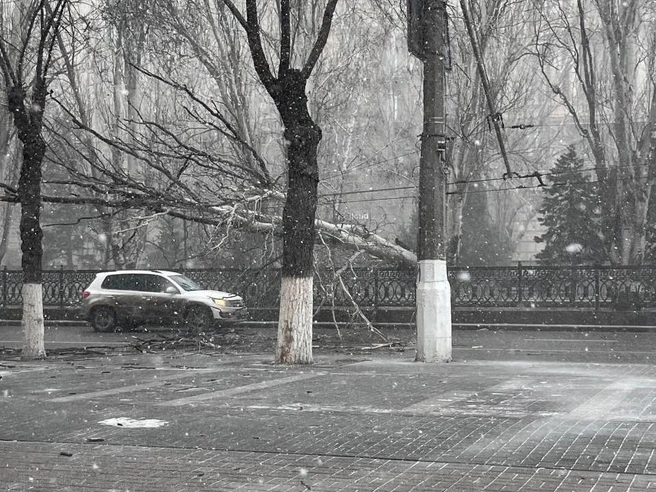 Старый тополь, обрушившись, повредил контактную сеть и остановил движение общественного транспорта на проспекте Ленина. | Источник: читатели V1.RU