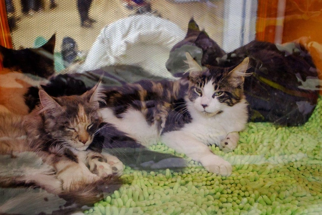 Котята породы мейн-кун в три месяца уже размером с обычную домашнюю кошку | Источник: Анна Хвостова