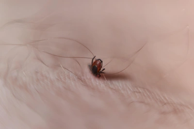 В Красноярске зарегистрирован первый укус клеща в 2026 году