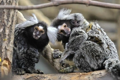 Новые правила семейной ипотеки с 1 февраля 2026