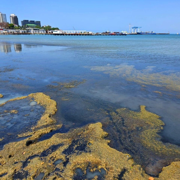 Источник: Жизнь на море — Геленджик Новороссийск Анапа / T.me