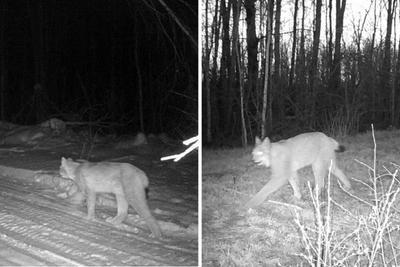 Рыси в Тюмени: рост популяции и оценка угрозы