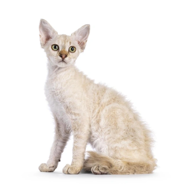 У этой кошки необычная шерсть | Источник: Nynke van Holten / iStock