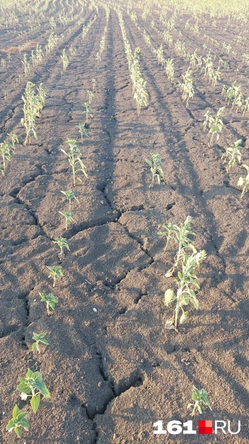 Лето. Подсолнечник | Источник: предоставил Сергей Авакян