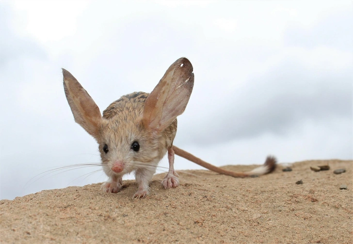 Длинноухий тушканчик (Euchoreutes naso) | Источник: Wildlife biologist — Dovchoo, CC BY-NC 4.0, via iNaturalist.org