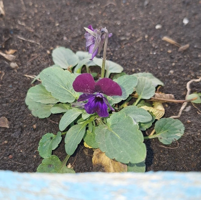 1 декабря на Урале может выглядеть и так | Источник: читатель MGORSK.RU