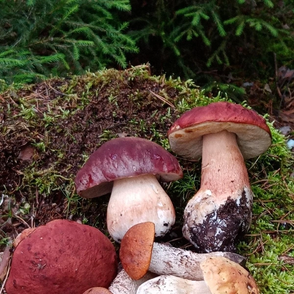 Людмила также поделилась серией фотографией | Источник: Людмила Буздалова / «Уральский яжегрибник» / Vk.com