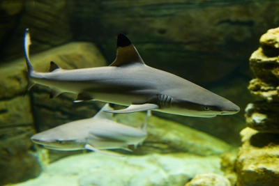 Shark filmed on video near Vladivostok