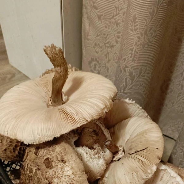 Источник: читатели V1.RU