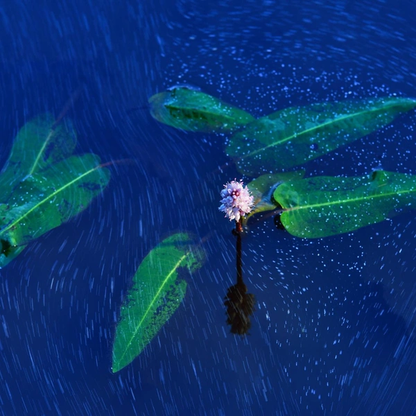 Второе место в номинации «Растения и грибы» | Источник: Balázs Ravasz / Nature Photographer of the Year 2025