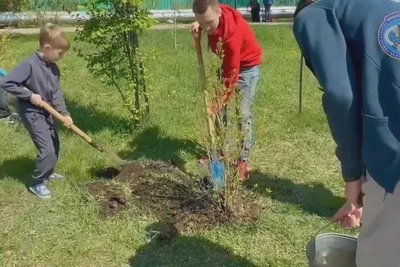 Число памятных деревьев выросло в Приамурье