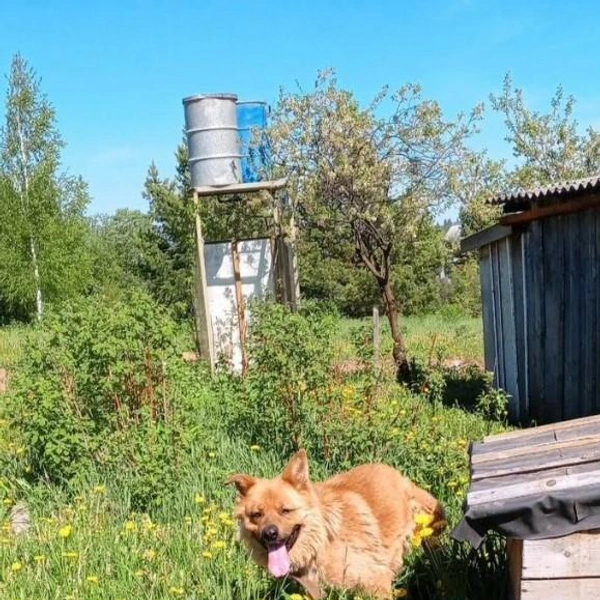 На даче рядом с людьми он сразу повеселел | Источник: Avito.ru