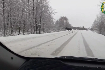 Лоси и косули выходят на снежные дороги в регионе
